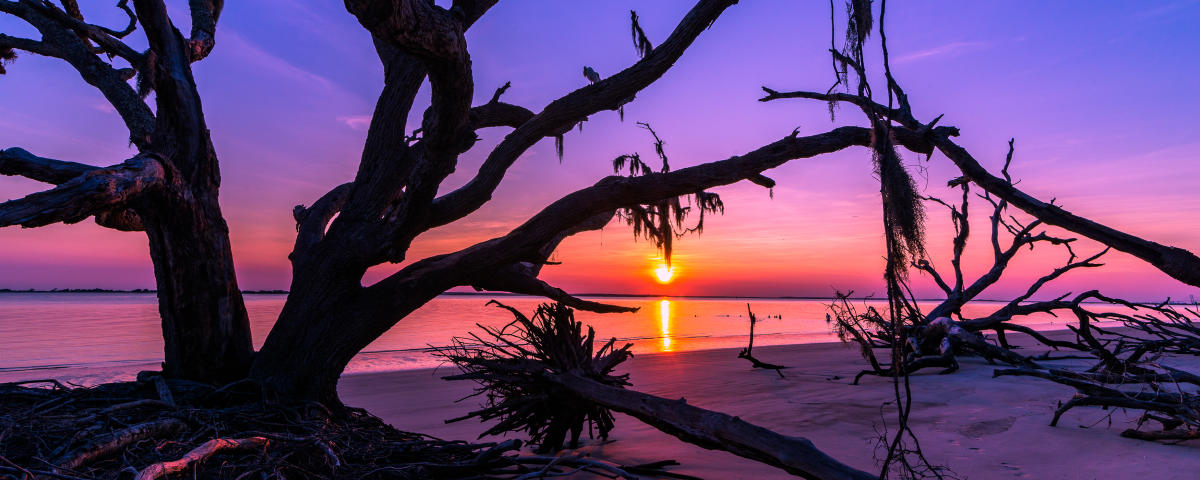 Tree At Night At St. Andrews Beach