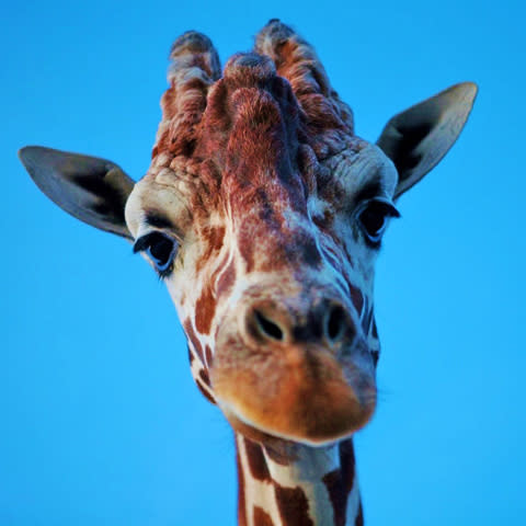 3f5fdcea-78da-45f4-be1d-4509f89fef41_ASW-Giraffe%20Face_480x480