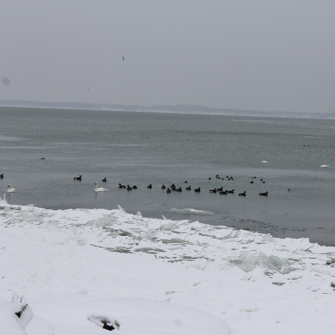 8f608f1f-ce58-4668-9b51-556edb276f61_Birds%20Winter%20480x480