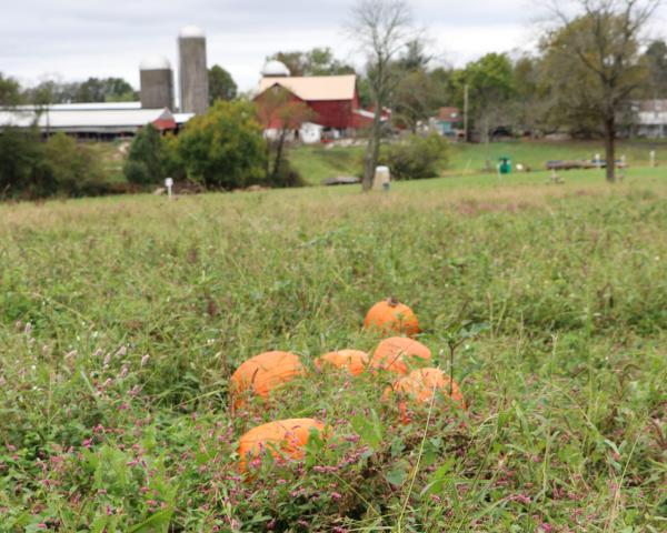 Winding Brook Farm