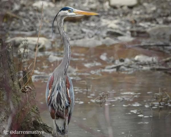 Kiwanis Riverway Park Bird