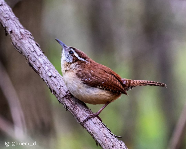 M.L. Red Trabue Nature Reserve Bird