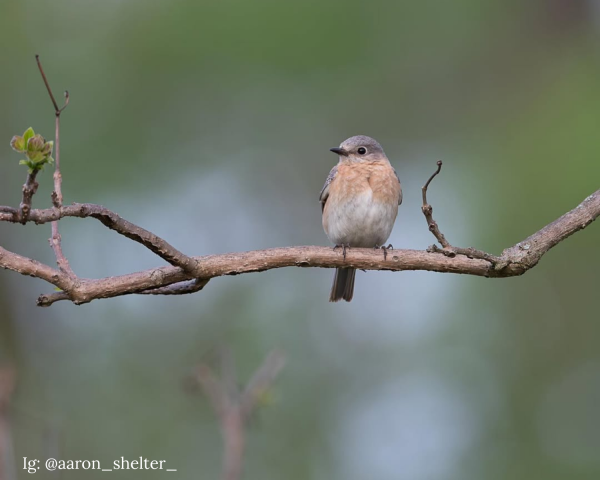 Glacier Ridge Bird