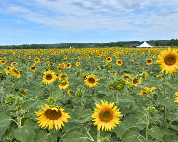 Sunflowers of Lisbon Field