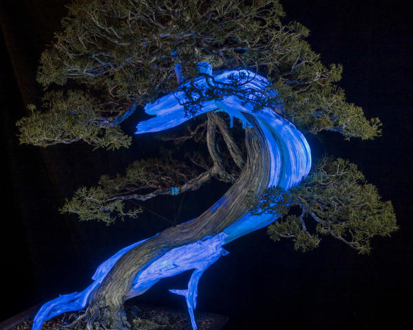 Garden Glow Longwood Bonsai