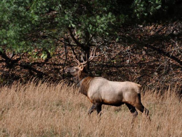Elk in the Fall