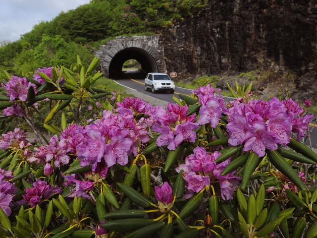 Parkway Tunnel with Rhododendron