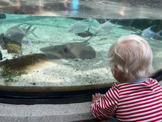 Sting rays at the Tennessee Aquarium