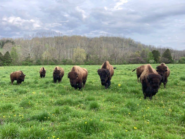 Image is of 8 buffalo roaming on the grass with hills in the background.