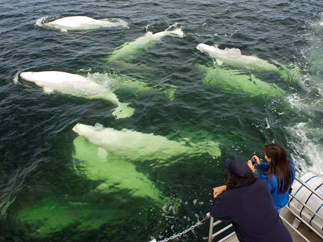 A Natural Phenomena: 3,000 Beluga Whales during Churchill Nature Tour
