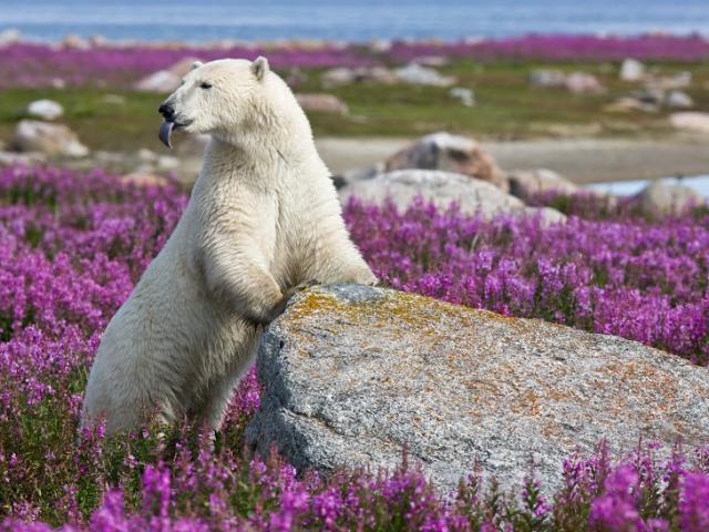 A beautiful site at Churchill Wild