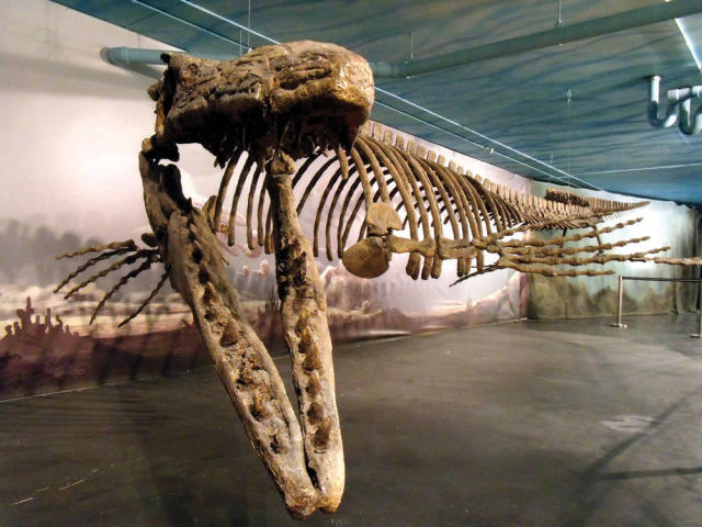 Bruce the Mosasaur, Canadian Fossil Discovery Center