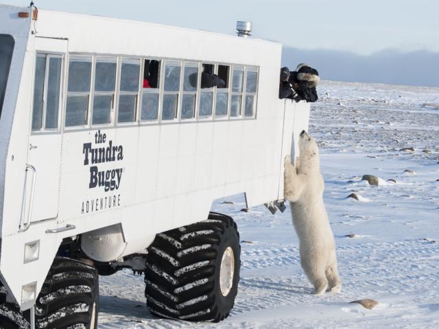 Polar bear viewing Frontiers North Adventures