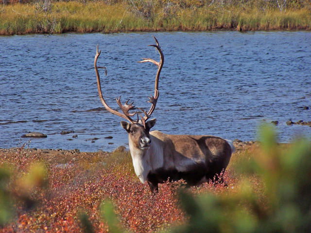Caribou