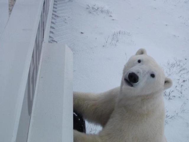 Curious bear comes to check us out with the Great Canadian Travel Company