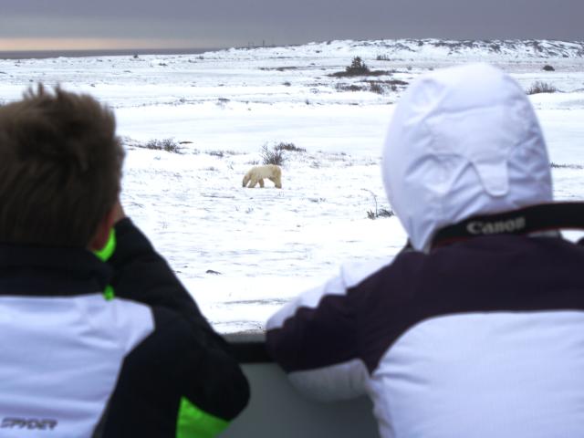 Polar Bear Viewing with the Great Canadian Travel Company