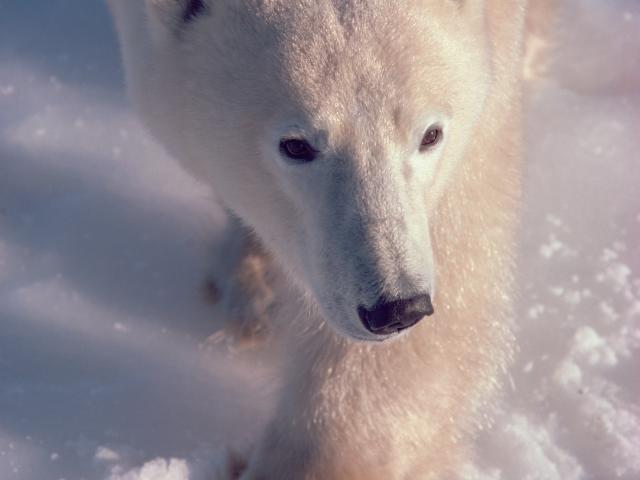 Beautiful shot of the king of the Arctic with the Great Canadian Travel Company