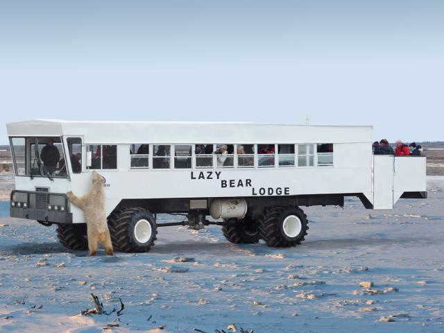 Lazy Bear Lodge Polar Bear Adventure