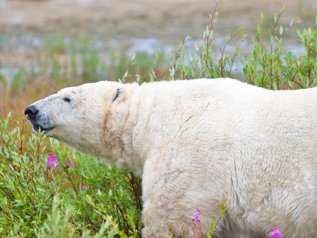 Polar Bear in the Fireweed
