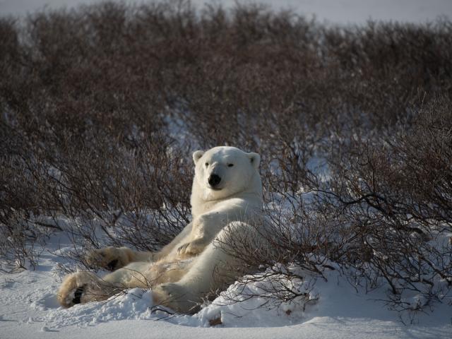 Lounging Polar Bear