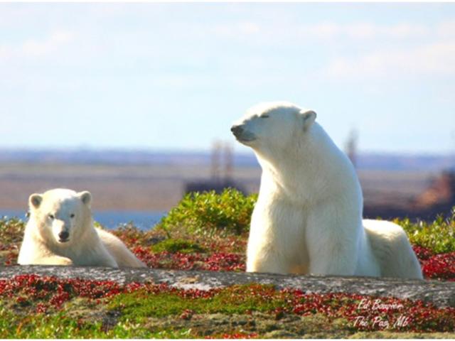 Mother polar bear and cub on the tundra near Churchill