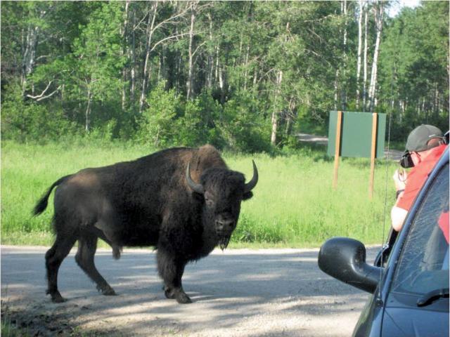 Bison watching, Riding Mountain National Park