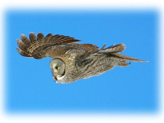 Spotted Great Grey Owl at Churchill Nature Tour