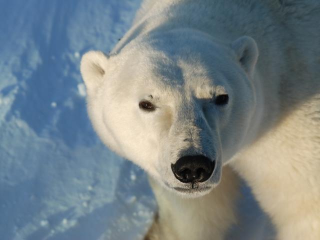 Looking into a polar bears eyes on a tour with Heartland international