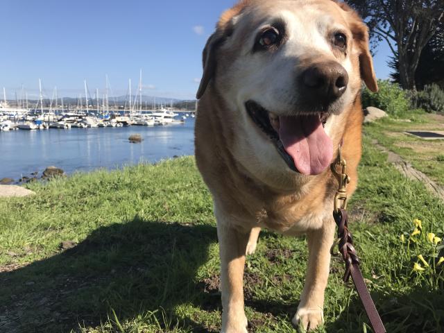 Dog on Monterey Trail