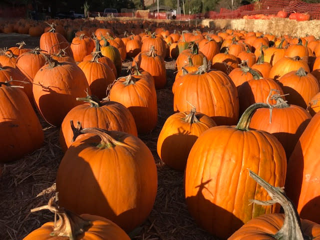 Webb Ranch Pumpkins