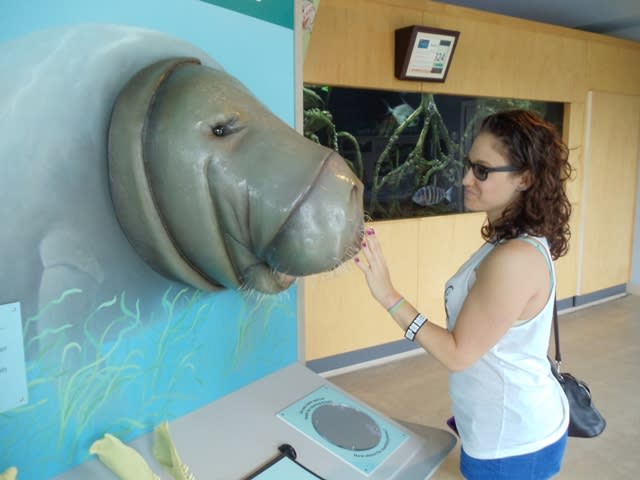 A woman touching a fake manatee head on the wall
