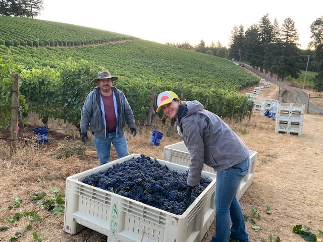 Vineyard team members at Adelsheim look up from a bin of grapes