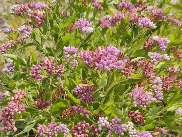 Pink Flowers