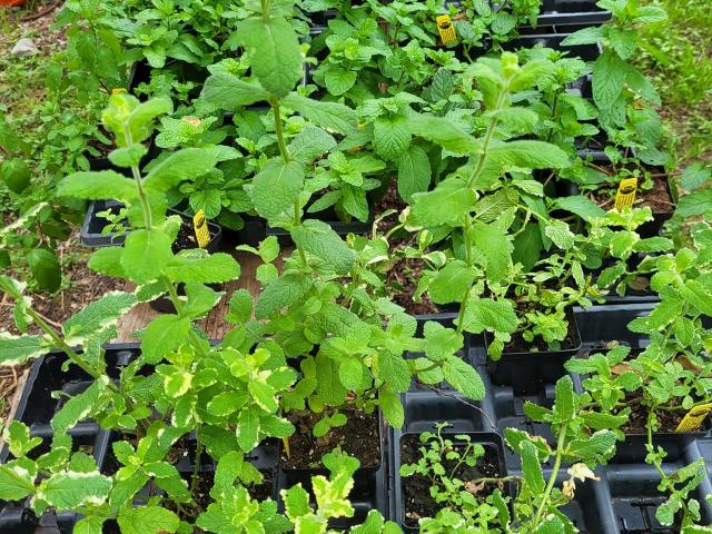 Plants