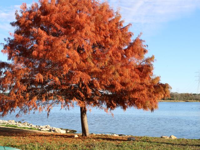 Fall Tree