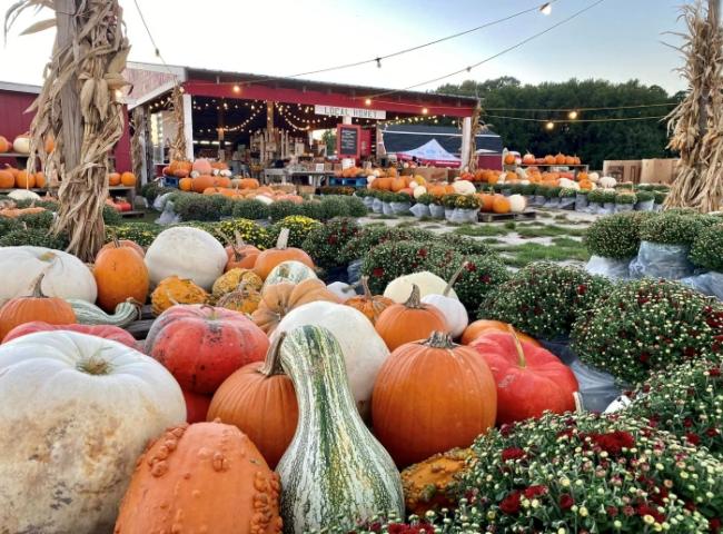 Pumpkin Patch and Fall Festival at Hickory Ridge Farm — organizer artwork
