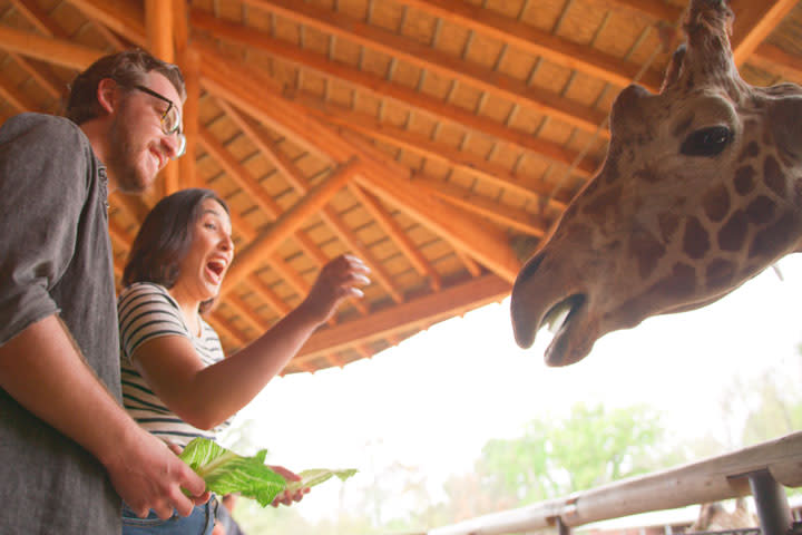 couple feeding giraffe