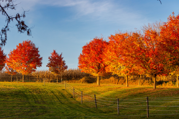 Wausau Autumn Fall Colors Farmland