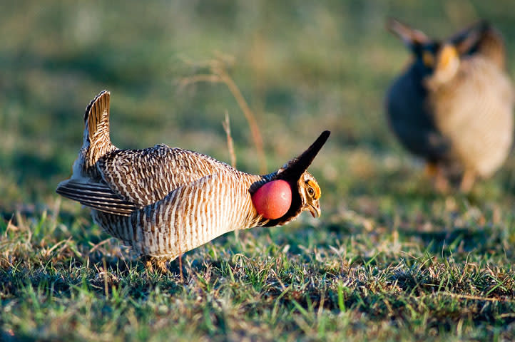 Prairie Chicken