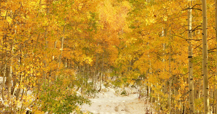 la sal autumn