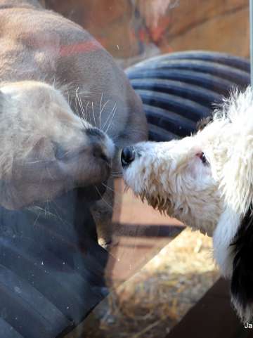 Elmwood Park Zoo is the first dog-friendly zoo in the us. As of March 2021, the zoo will welcome guests for a series of dog days and happy hours for families and their dogs