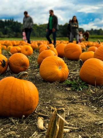 Pumpkin Patch