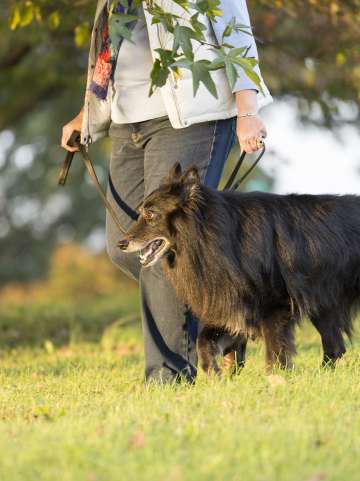 Dog being walked in park