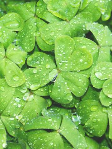 Shamrocks