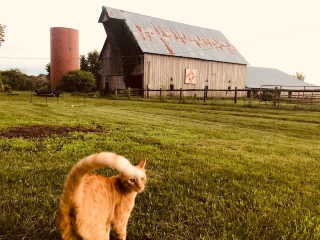 Kaw Valley Farm Tour Cat