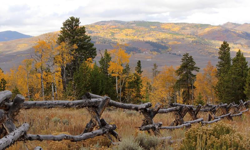 Fall Trees