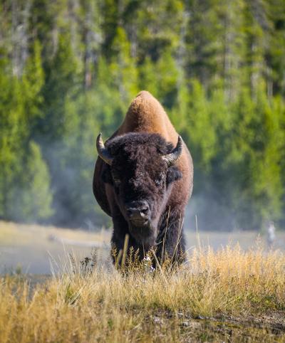 Buffalo of Yellowstone
