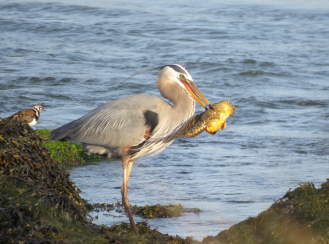 Blue Herron at Sunset Park catching a fish.  Photo coutesy of Connor Gable on Ebird.org