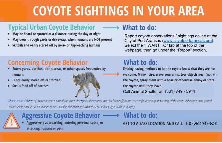 Flyer giving info on coyotes in Port Aransas
