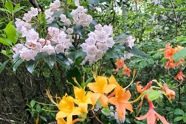 Flame_Azalea_Mountain_Laurel_9cac2c6c-73f4-42ab-811b-0c7473598bd5